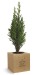 Miniature du produit Cube en bois avec un arbre publicitaire : sapin, palmier, olivier, buis 3
