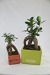 Miniatura del producto Ficus ginseng - grande 3