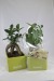 Miniatura del producto Ficus ginseng - grande 2