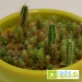 Miniature du produit Graines cactus personnalisables en sachet 2