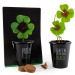 Miniature du produit Kit de plantation black - Trèfle 4 feuilles 0