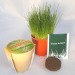 Miniatura del producto Kit de plantación de bambú biodegradable en maceta 1