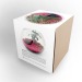 Miniaturansicht des Produkts Terrarienset groß 19cm - Ficus Ginseng 2
