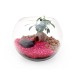Miniaturansicht des Produkts Terrarienset groß 19cm - Ficus Ginseng 0