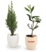 Miniature du produit L'oeuf - mini plant personnalisable arbre 0