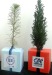 Le cube arbre - Résineux cadeau d’entreprise