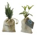 Mini plant d'arbre en pochon : olivier, sapin, buis, Arbre publicitaire