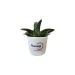 Mini plante dépolluante en pot céramique, Made in France publicitaire