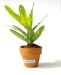 Mini planta depuradora en maceta de terracota, Hecho en Francia publicidad