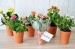 Miniatura del producto Mini planta con flores en maceta de terracota 4
