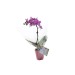 Miniature du produit Orchidée petit modèle 3