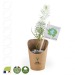 Miniature du produit Petit plant de pin en pot carton kraft 1