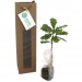 Planta de árbol en bolsa de semillas - Árboles de hoja caduca, árbol publicidad