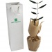 Planta de árbol en bolsa de semillas - Árboles de hoja caduca regalo de empresa