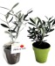 Miniature du produit Plant d'arbre en pot Fibre de Bambou 10 cm -Prestige 0