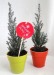 Plant d'arbre en pot fibre de bambou 10cm - Résineux cadeau d’entreprise