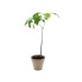 Plant d'arbre en pot terre bambou cadeau d’entreprise