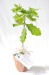 Miniature du produit Plant d'arbre en pot terre cuite - Résineux 1