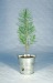 Miniature du produit Plant d'arbre en pot zinc - Prestige 1