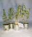 Miniature du produit Plant d'arbre en pot zinc - Résineux 0