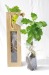 Miniatura del producto Planta de árbol en bolsa de semillas - Árboles de hoja caduca 1