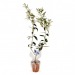 Miniature du produit Plant publicitaire d'olivier pot terre cuite 0