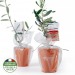 Miniature du produit Plant publicitaire d'olivier pot terre cuite 2