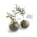 Plant d'olivier sous globe verre cadeau d’entreprise