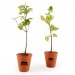 Miniature du produit Plant de hêtre pot terre cuite 0