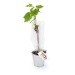 Plant de vigne en pot zinc 10cm cadeau d’entreprise