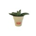 Miniature du produit Decorative plant in bamboo pot 4