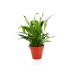 Miniature du produit Plante déco en pot ecolo bambou- biodégradable 10 cm 3