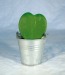 Miniature du produit Plante grasse coeur hoya 4