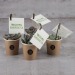 Miniature du produit Plante grasse en pot gobelet carton 1