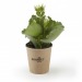 Product thumbnail Fat flowering plant 0