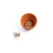 Miniature du produit Pot en terre cuite avec graines de basilic 3
