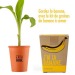 Miniature du produit Pot message j'ai la super banane avec bananier à semer 2