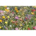 Enveloppe graines fleurs sauvages, Sachet de graine reclame