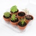 Miniature du produit Serre 6 pots plantes aromatiques bio 1