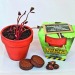 Miniature du produit Set de plantation - pot en terre cuite 8cm 5