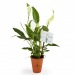 Miniature du produit Spathiphyllum - Plante dépolluante en pot 2