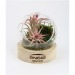 Miniature du produit Mini terrarium logoté globe avec socle en bois 4