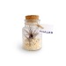Tillandsia en bouteille 11cm cadeau d’entreprise