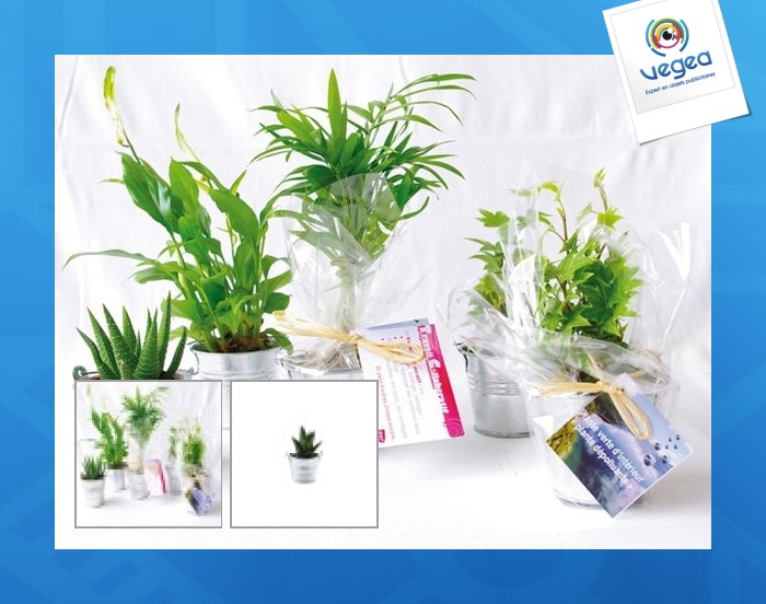 Mini plante dépolluante publicitaire en pot zinc