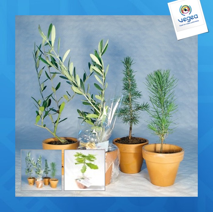 Plant d'arbre en pot personnalisé terre cuite - prestige