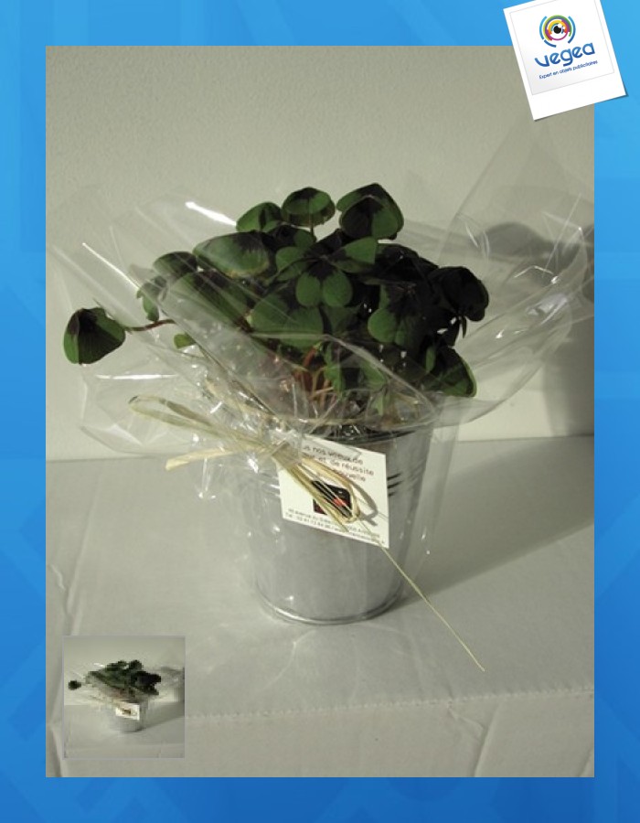 Trèfle à 4 feuilles publicitaire poussé (pot zinc 10cm)