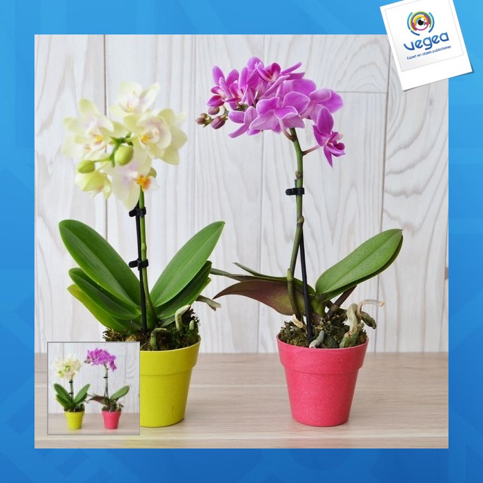 Orchidée publicitaire petit modèle