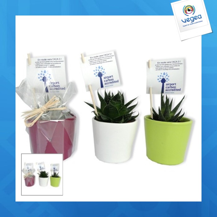 Mini plante dépolluante en pot céramique