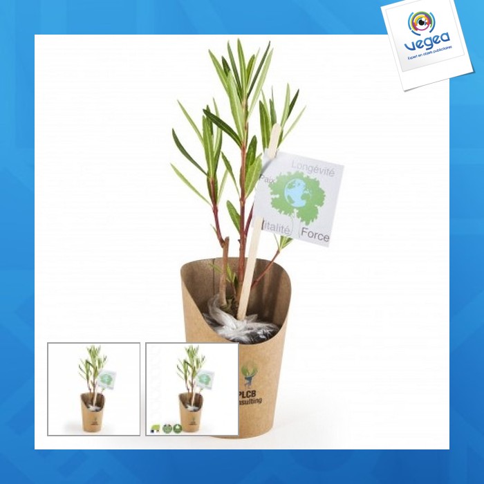 Petit plant personnalisé de laurier rose en pot kraft