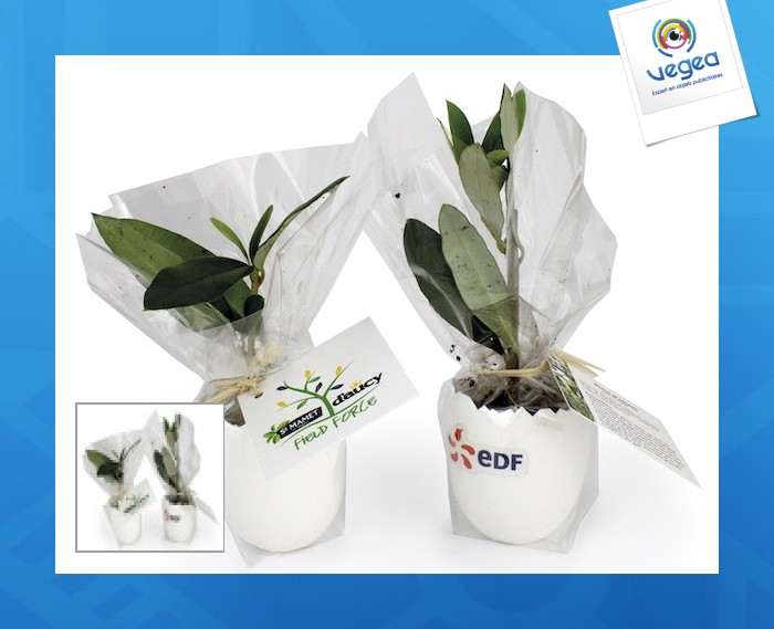L'oeuf - mini plant personnalisable arbre